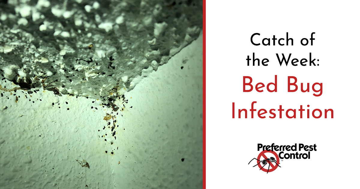 Why AtHome Bed Bug Methods Don't Work